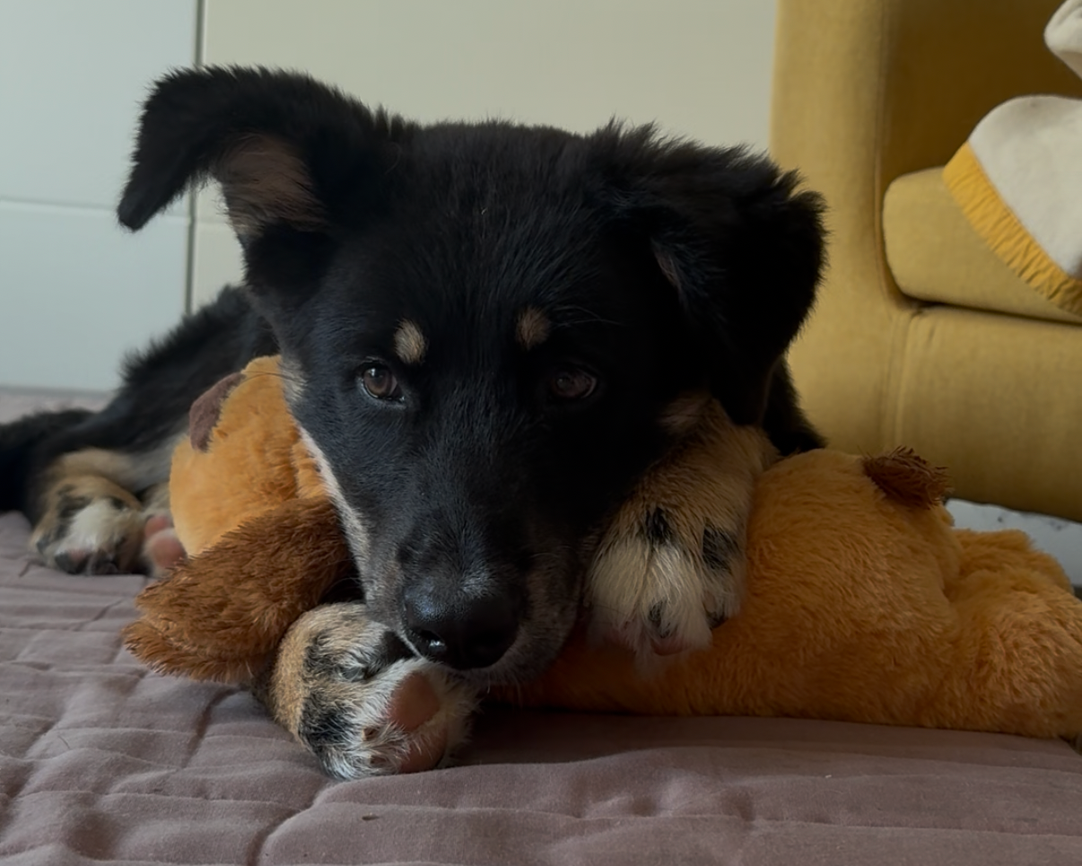 Peluche anti-stress pour chiens et chats